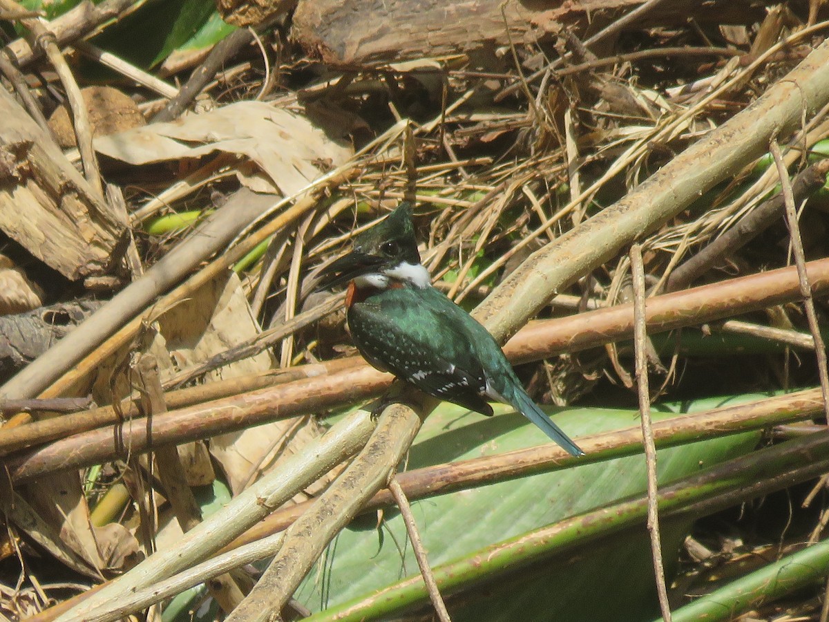 Green Kingfisher - ML414254381