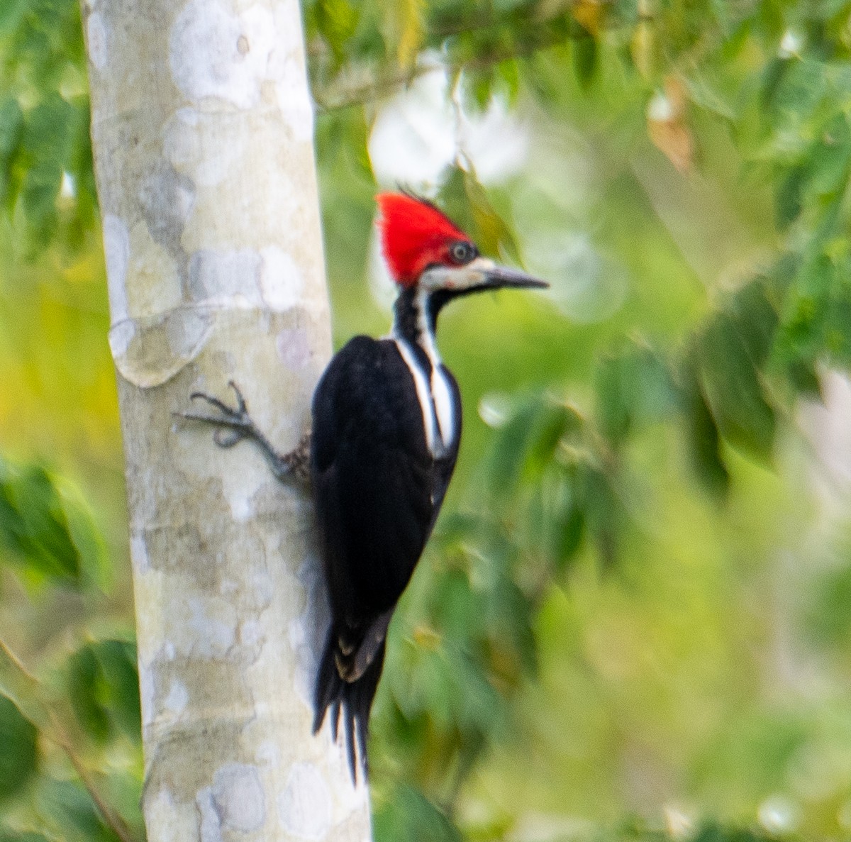 Crimson-crested Woodpecker - ML414257941