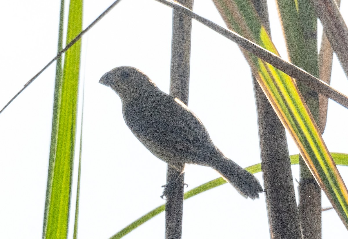 Thick-billed Seed-Finch - ML414258851