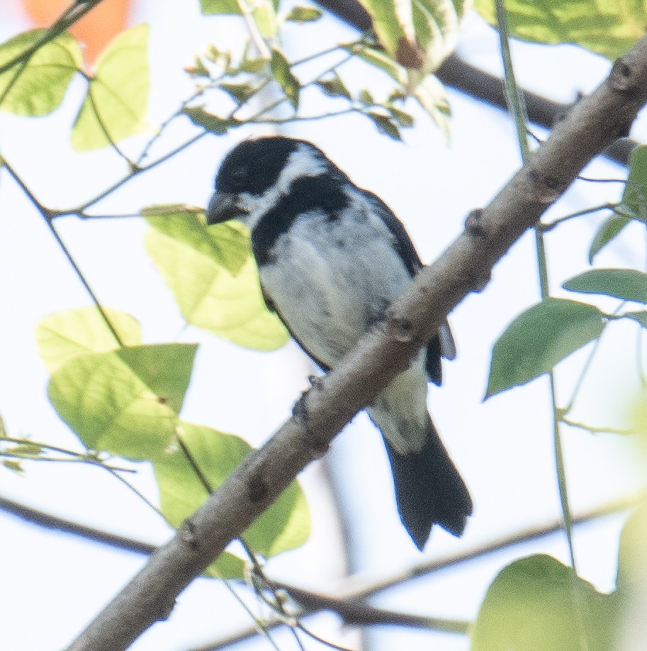 Variable Seedeater - ML414258901
