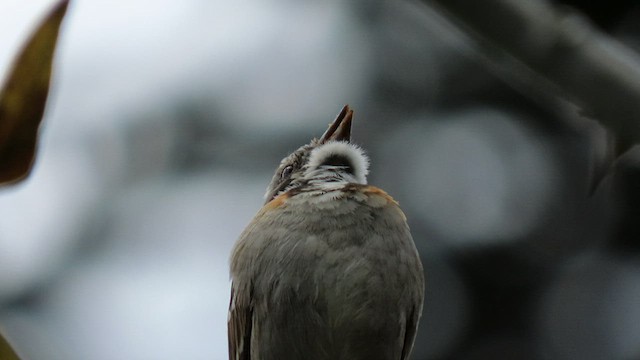 Rufous-collared Sparrow - ML414264101