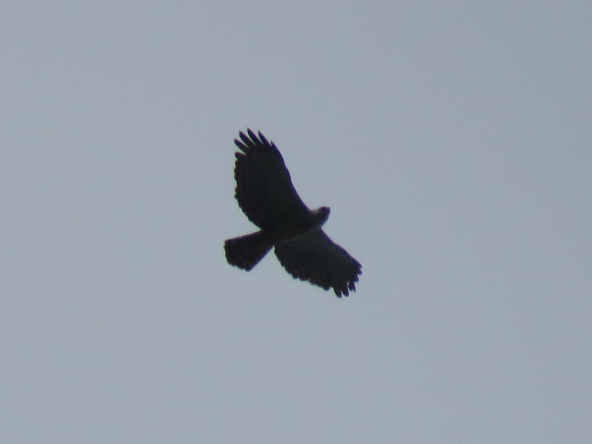 Black-and-white Hawk-Eagle - Juan Zambrano