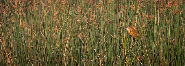 Bird in the sedges; Hong Kong, Hong Kong. - Yellow Bittern - 
