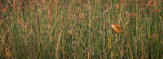 Bird in the sedges; Hong Kong, Hong Kong. - Yellow Bittern - 