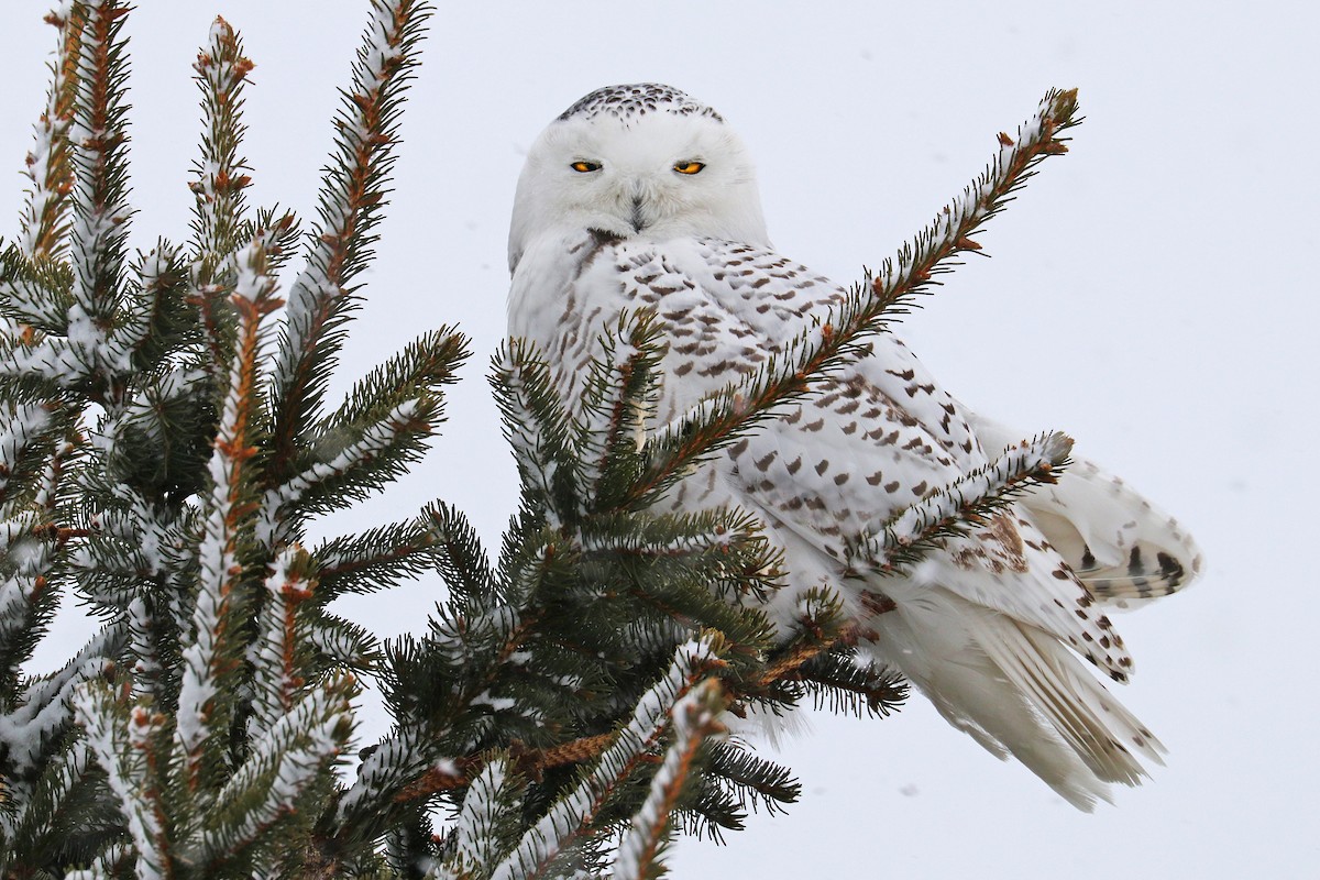 Snowy Owl - ML414267981