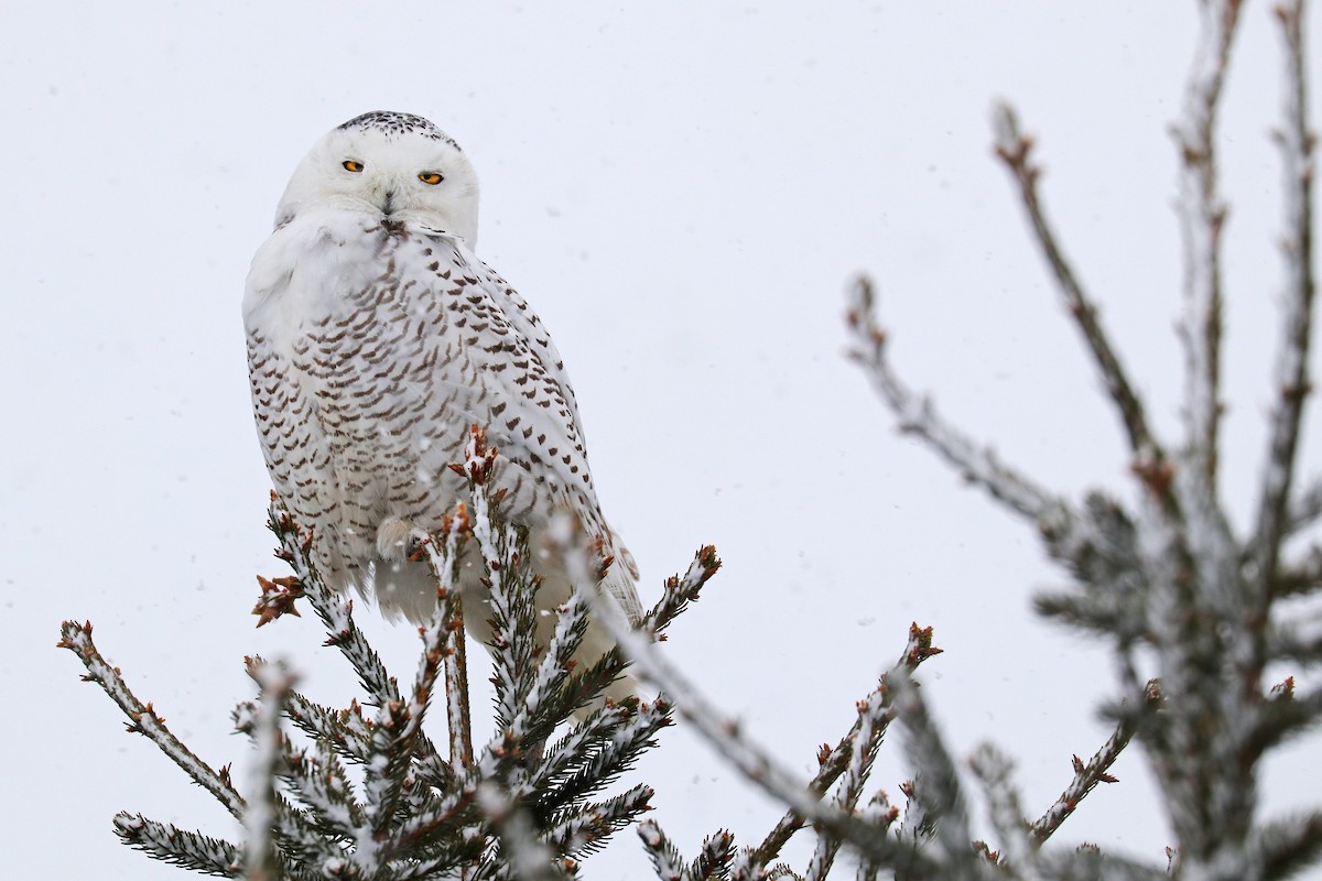 Snowy Owl - ML414268201