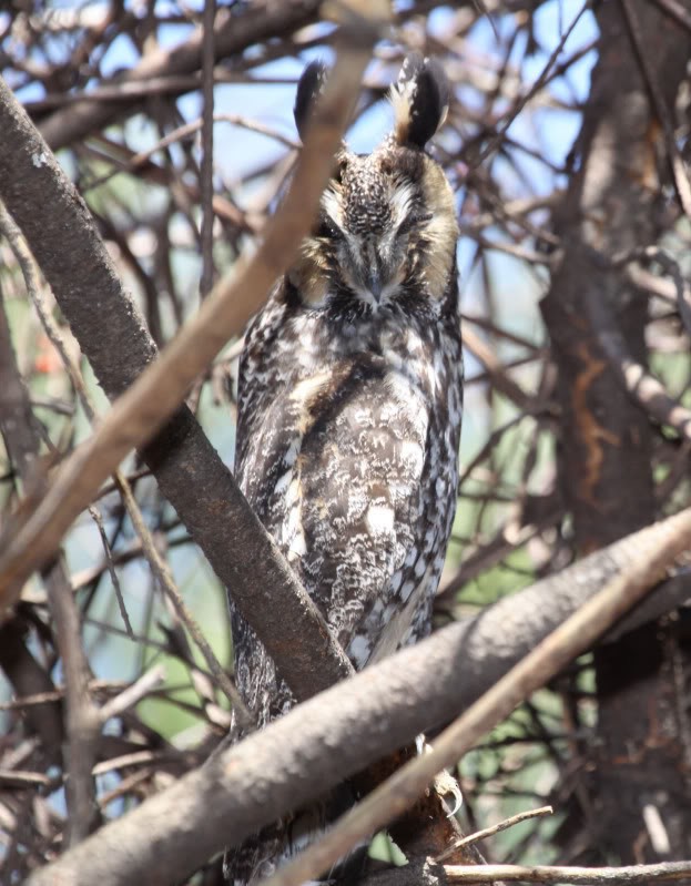 Long-eared Owl - ML414271521