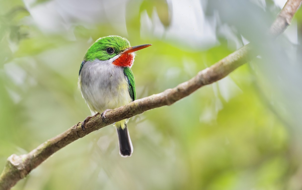 Puerto Rican Tody - Matt Felperin