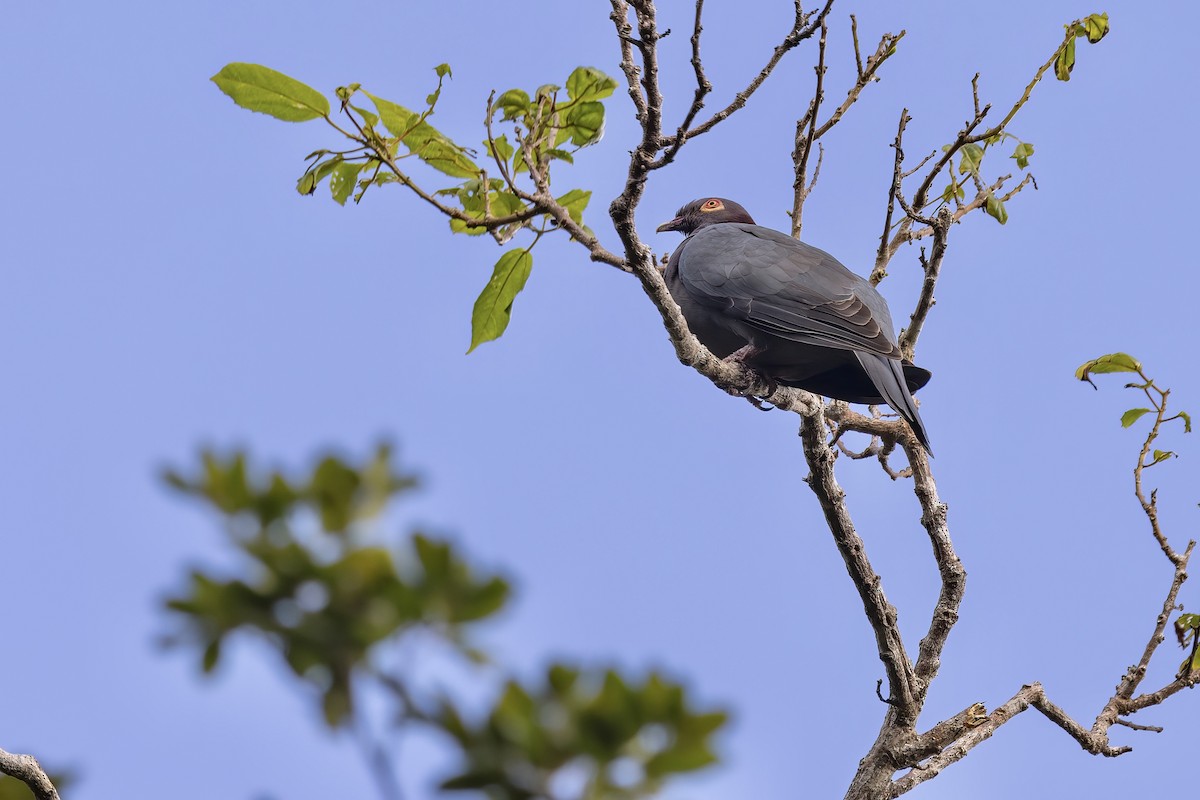Scaly-naped Pigeon - ML414278281