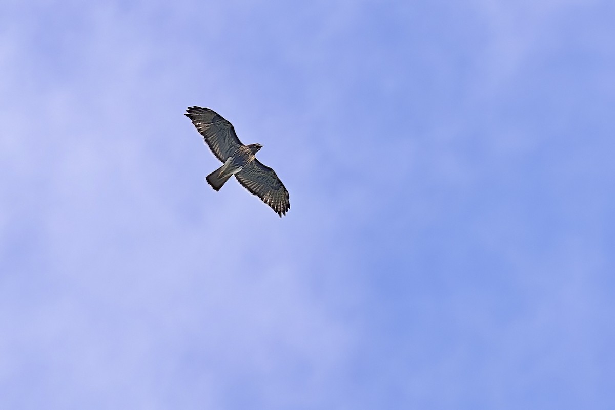 Red-tailed Hawk - ML414278751