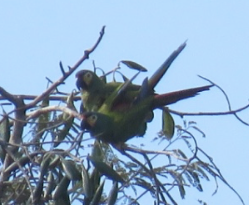 Chestnut-fronted Macaw - Barb Thomascall