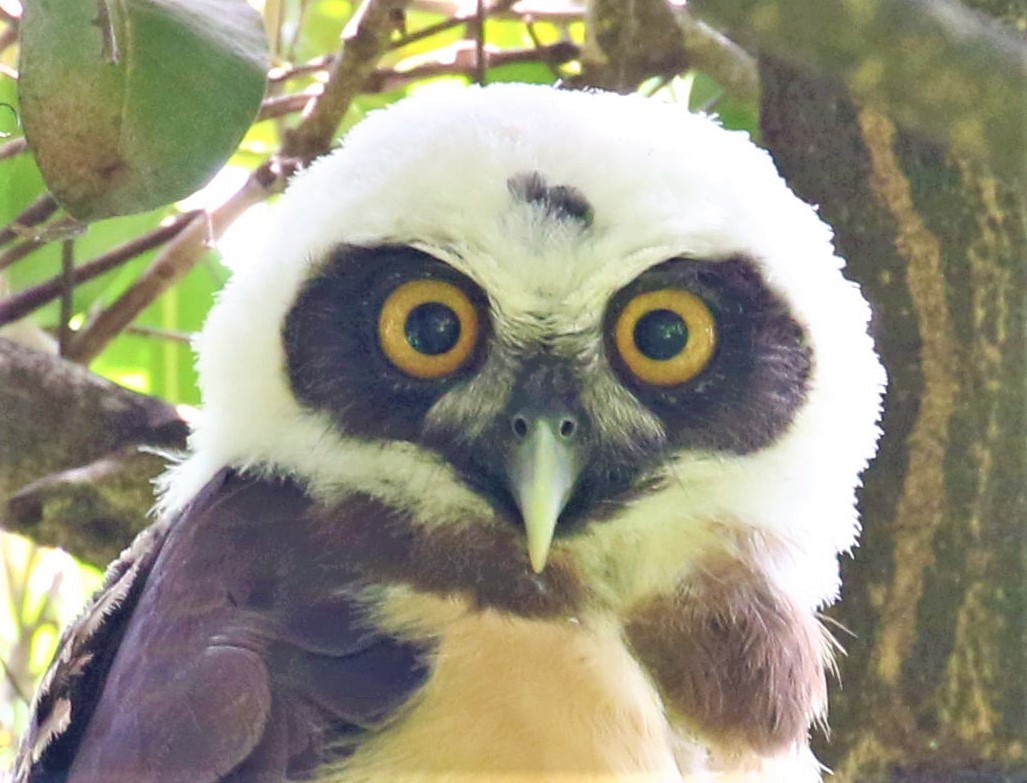 Spectacled Owl - ML414284961