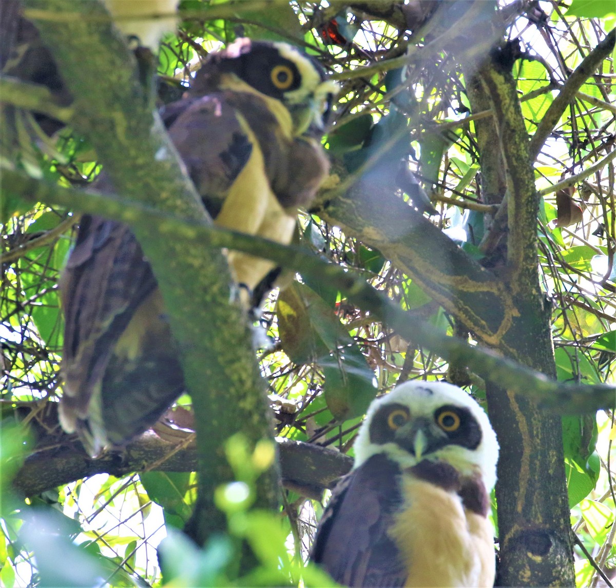 Spectacled Owl - ML414285011