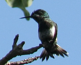 Black-bellied Thorntail - ML414286131