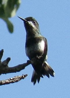 Black-bellied Thorntail - Barb Thomascall