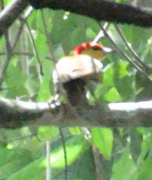 Yellow-throated Woodpecker - Barb Thomascall