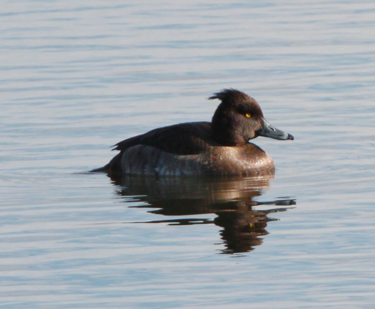 Tufted Duck - ML414289511