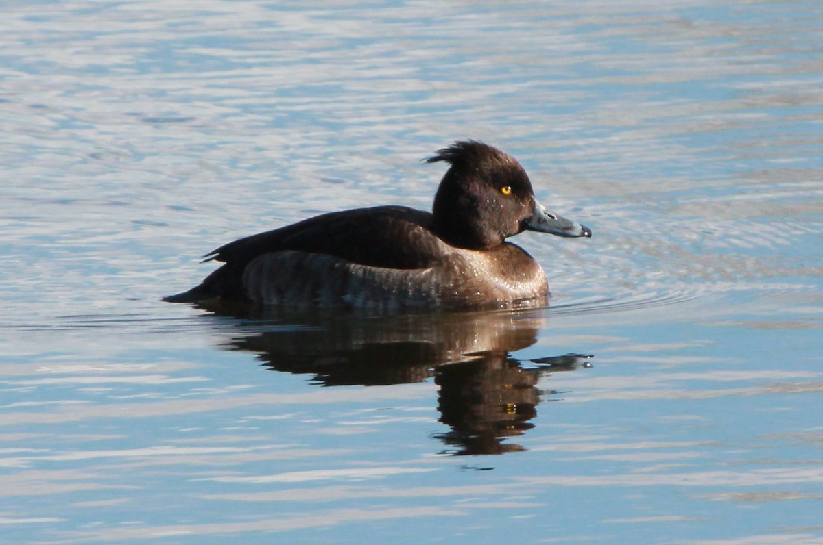 Tufted Duck - ML414289531