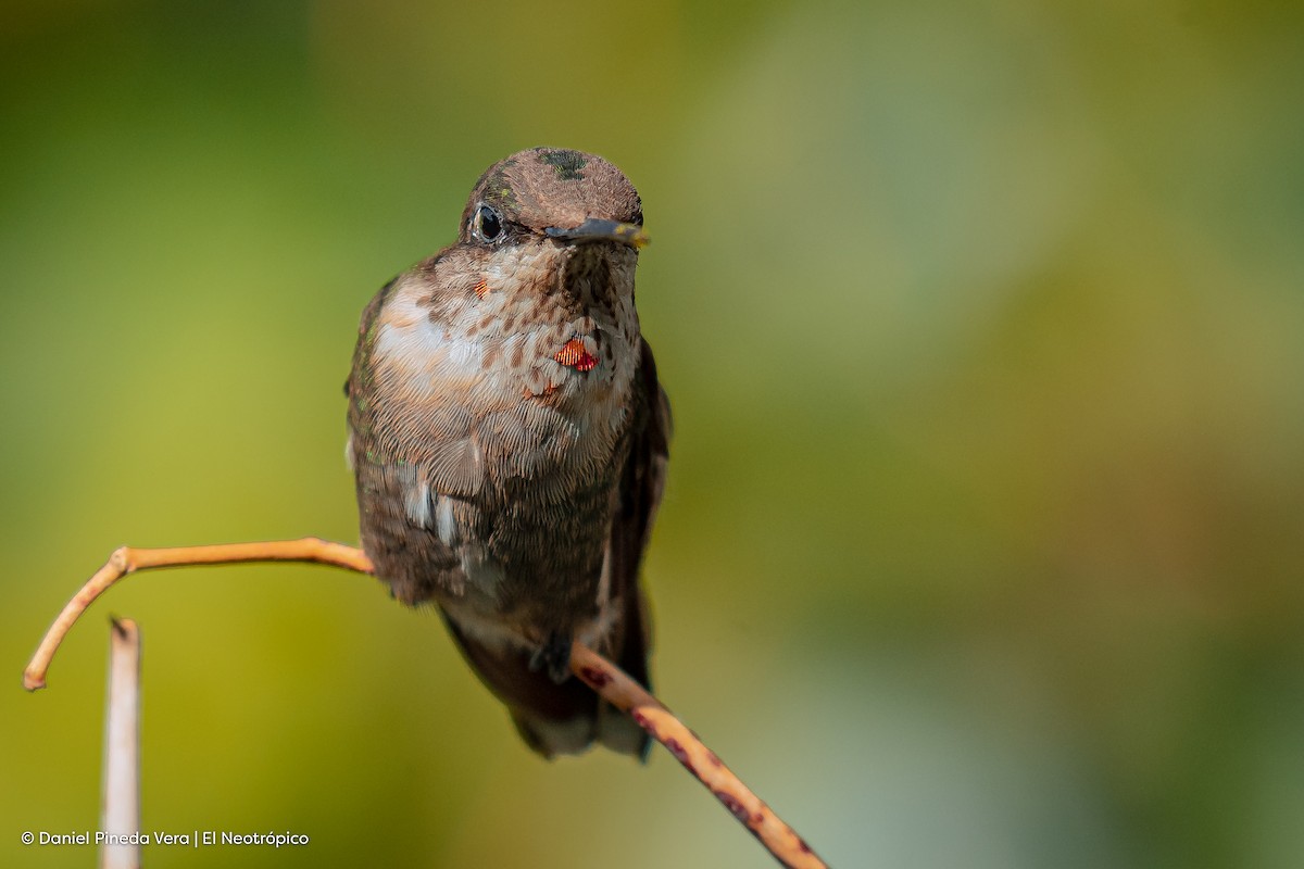 Ruby-throated Hummingbird - ML414290231