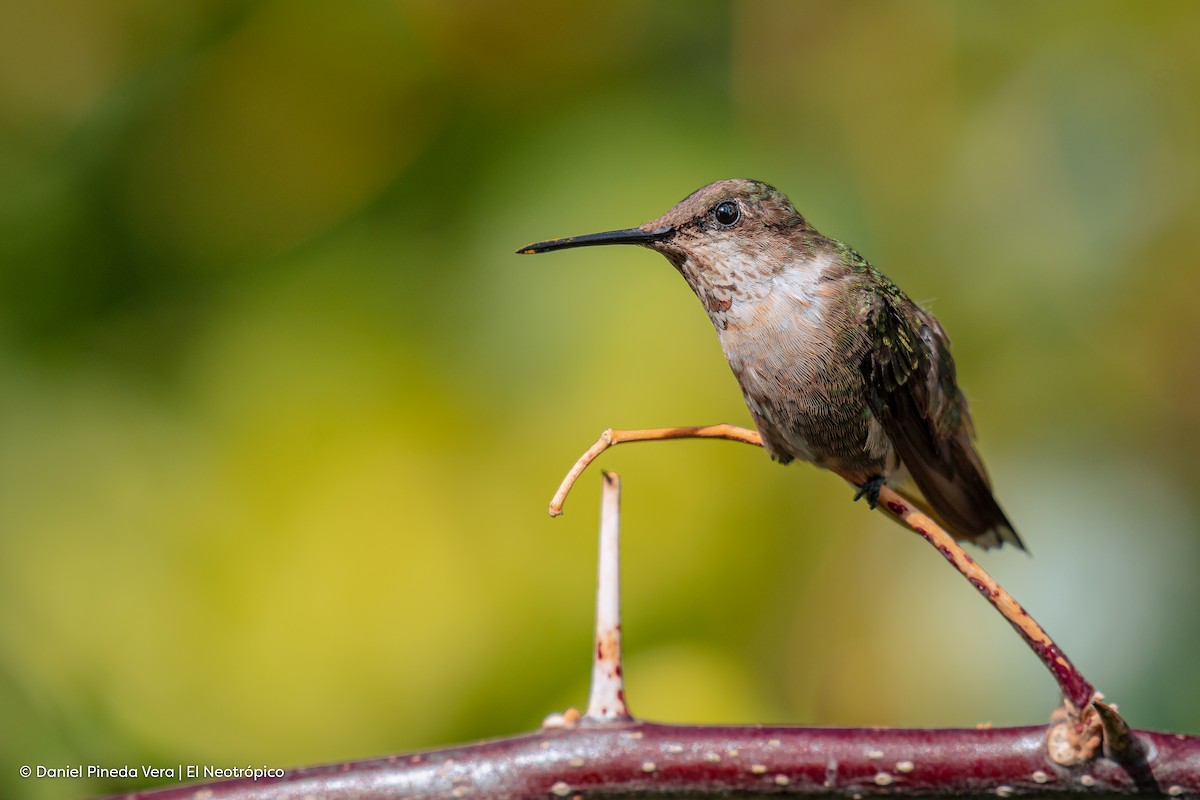 Ruby-throated Hummingbird - ML414290341
