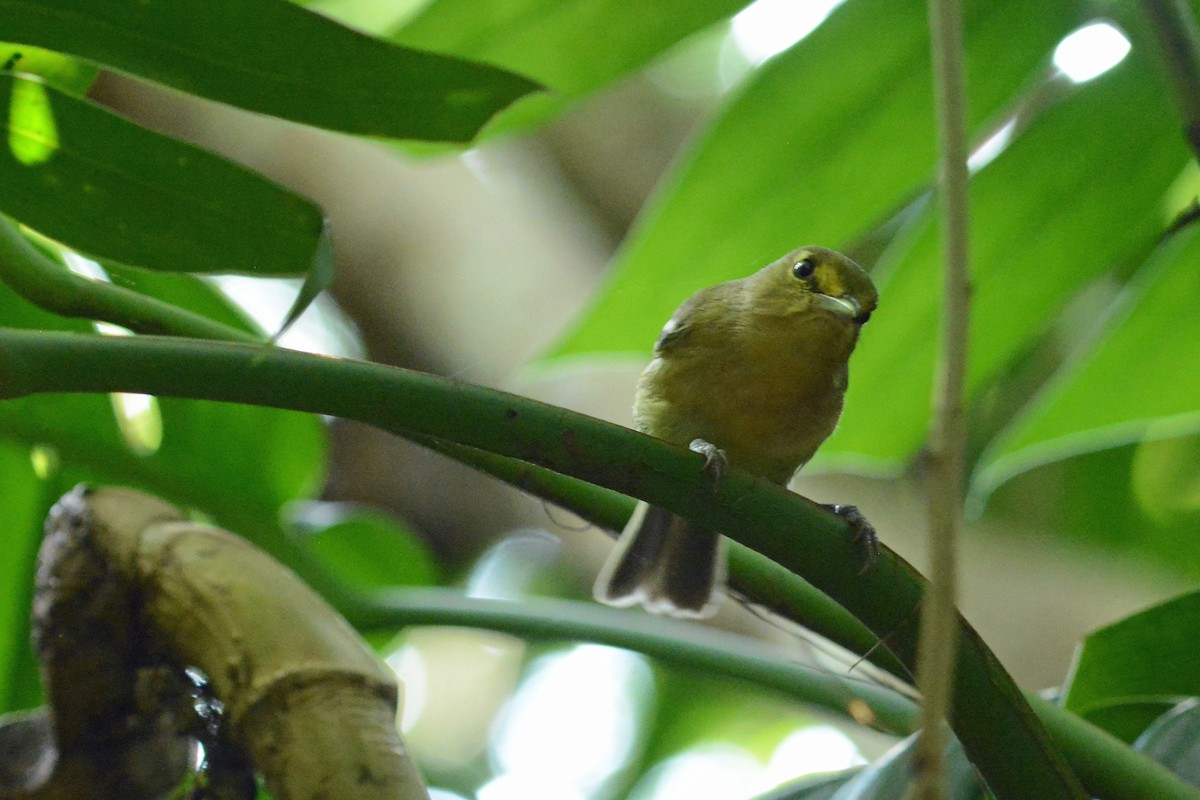 Thick-billed Vireo - ML414291271