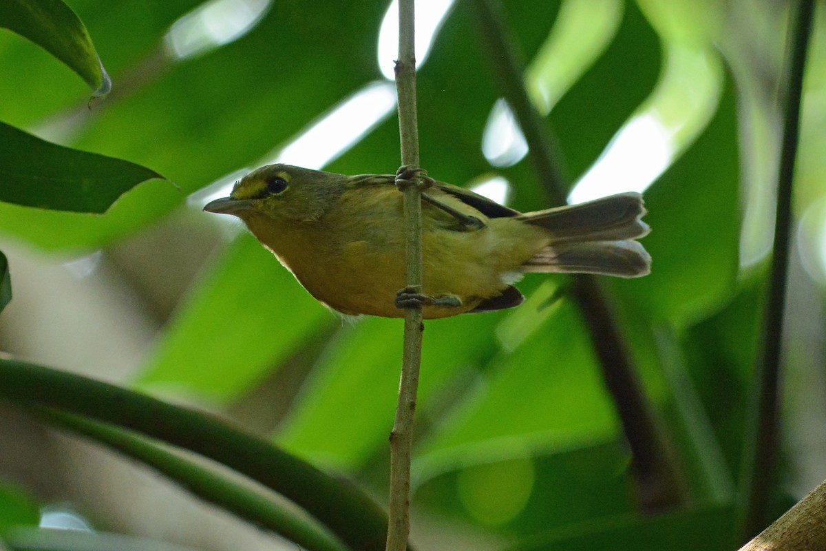 Thick-billed Vireo - ML414291311