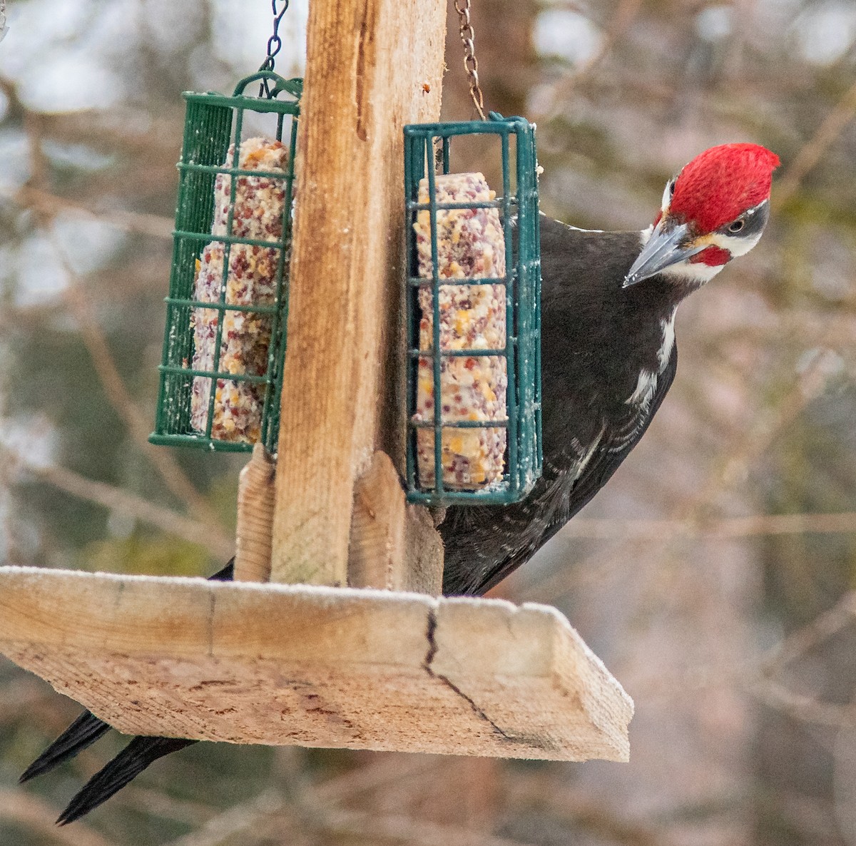 Pileated Woodpecker - ML414292661