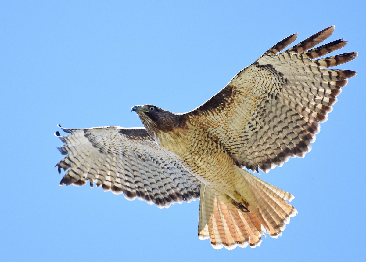 Red-tailed Hawk - ML414296041