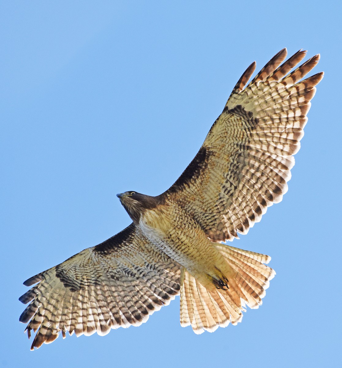 Red-tailed Hawk - ML414296071
