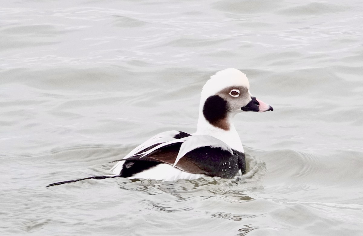 Long-tailed Duck - ML414296571