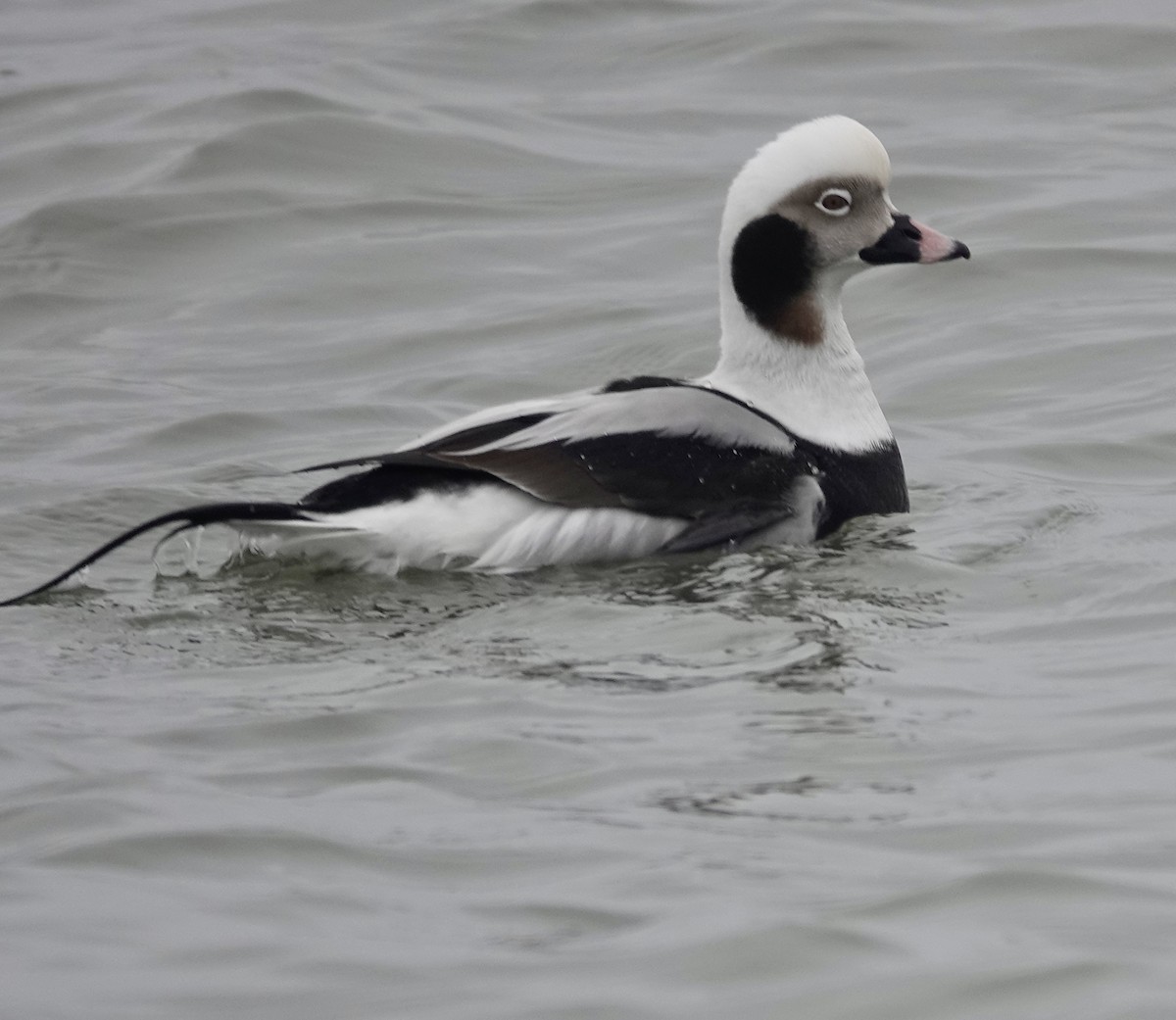 Long-tailed Duck - ML414296581