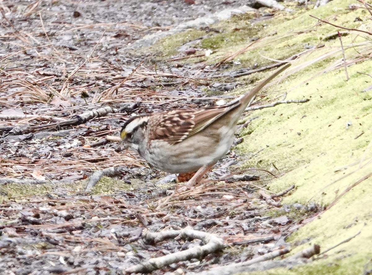 White-throated Sparrow - Jim Carroll