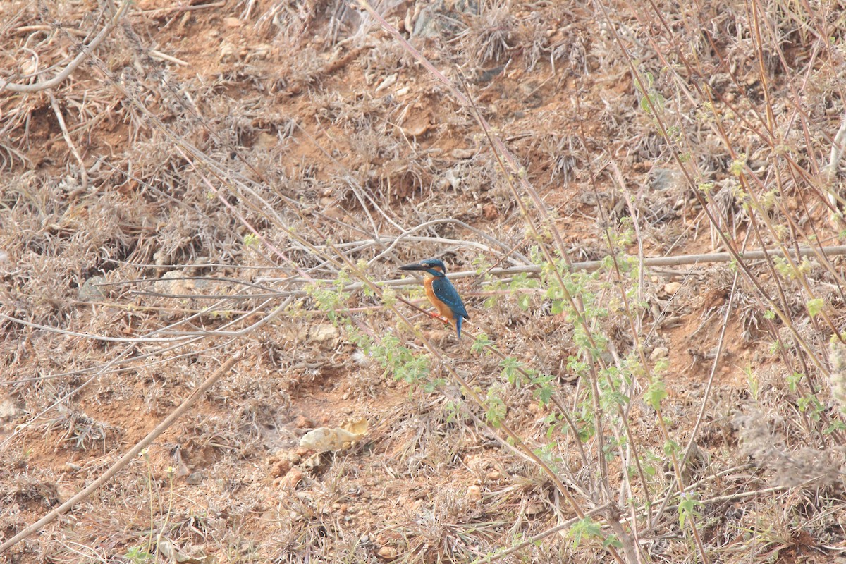 Common Kingfisher - Harshith JV