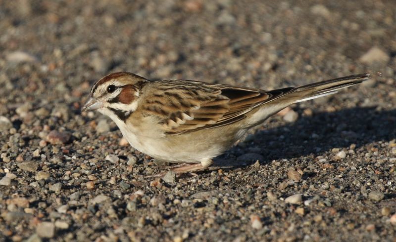 Lark Sparrow - Breck Breckenridge