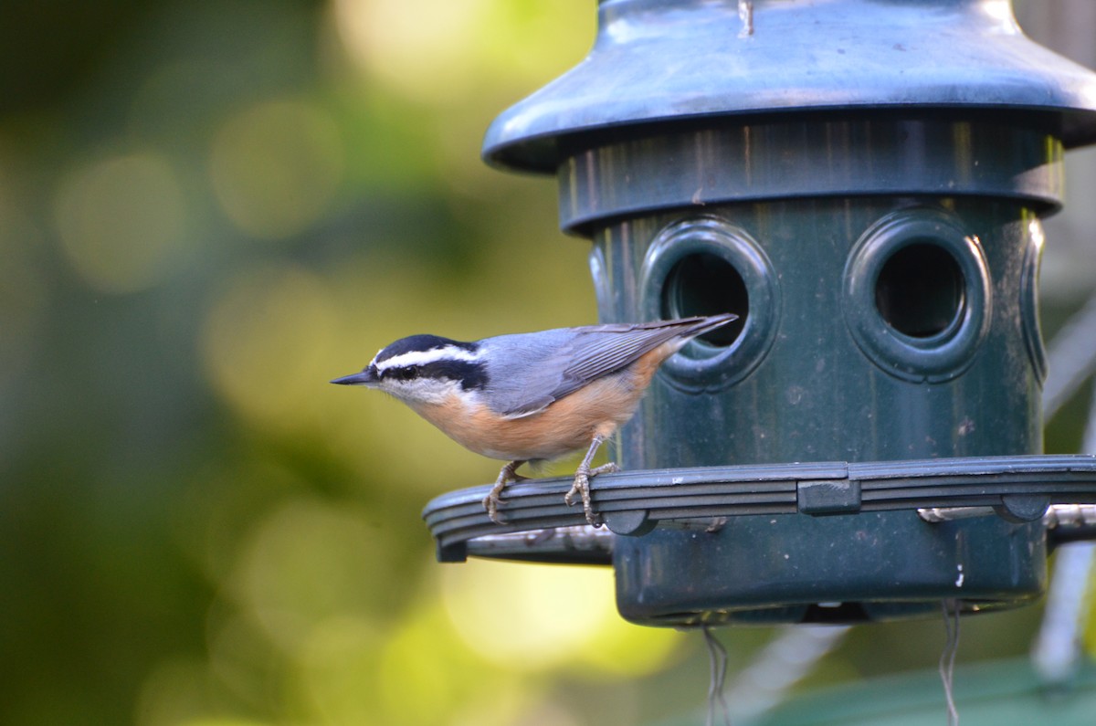 Red-breasted Nuthatch - ML41430851