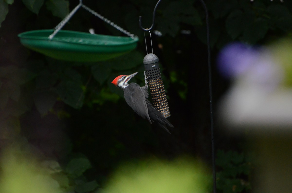 Pileated Woodpecker - ML41431361