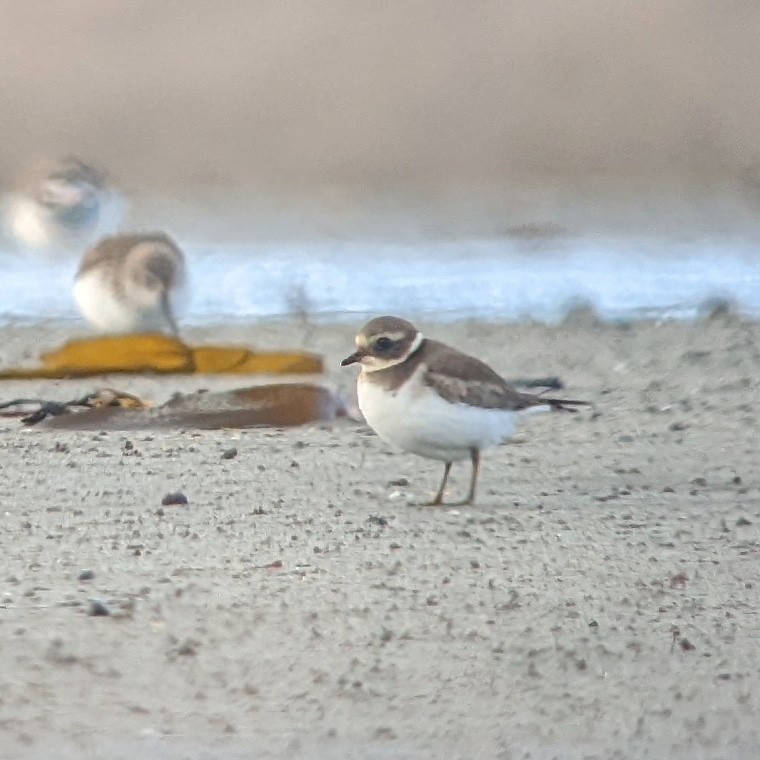 Common Ringed Plover - ML414318411