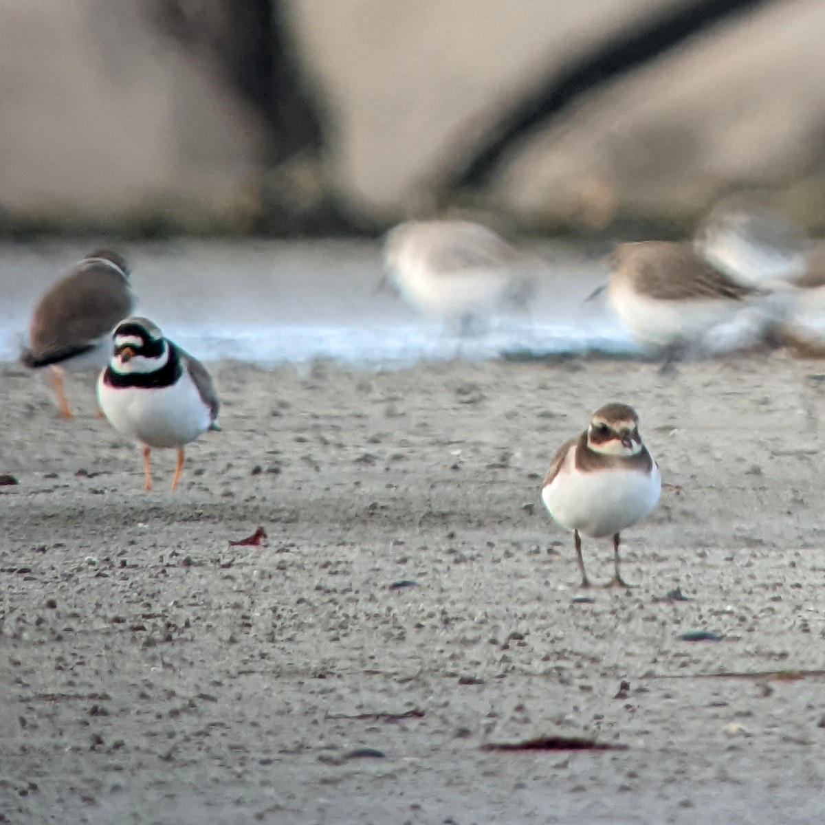 Common Ringed Plover - ML414318441