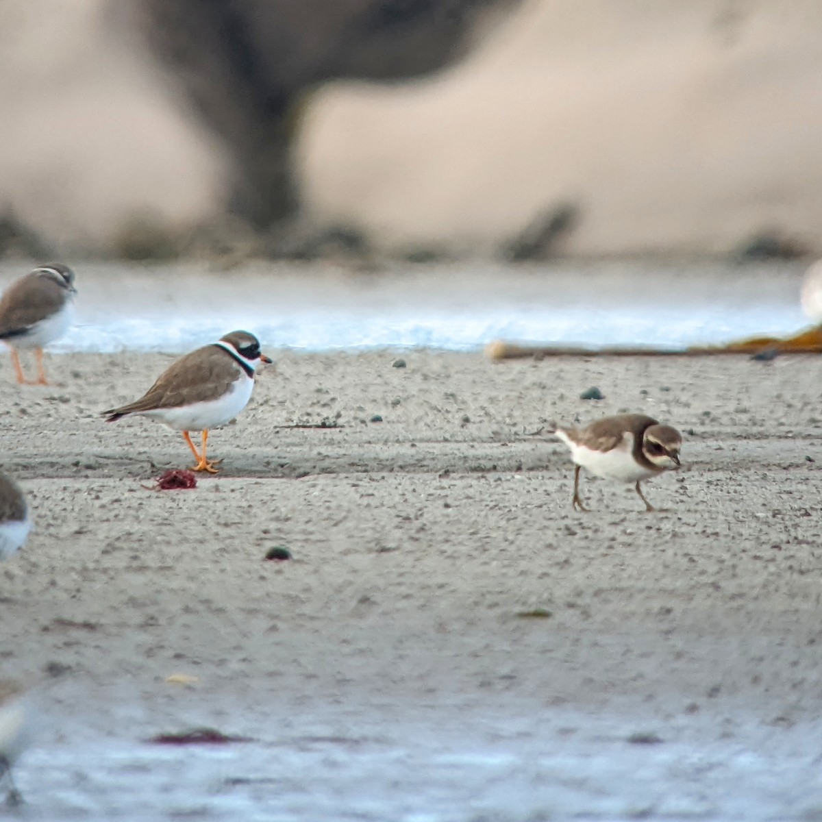 Common Ringed Plover - ML414318471