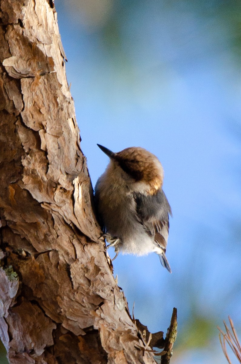 Brown-headed Nuthatch - ML414318881