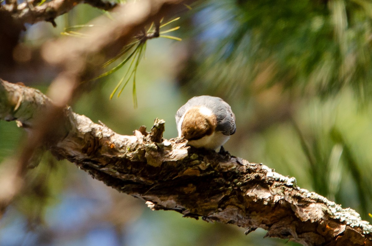 Brown-headed Nuthatch - ML414318921