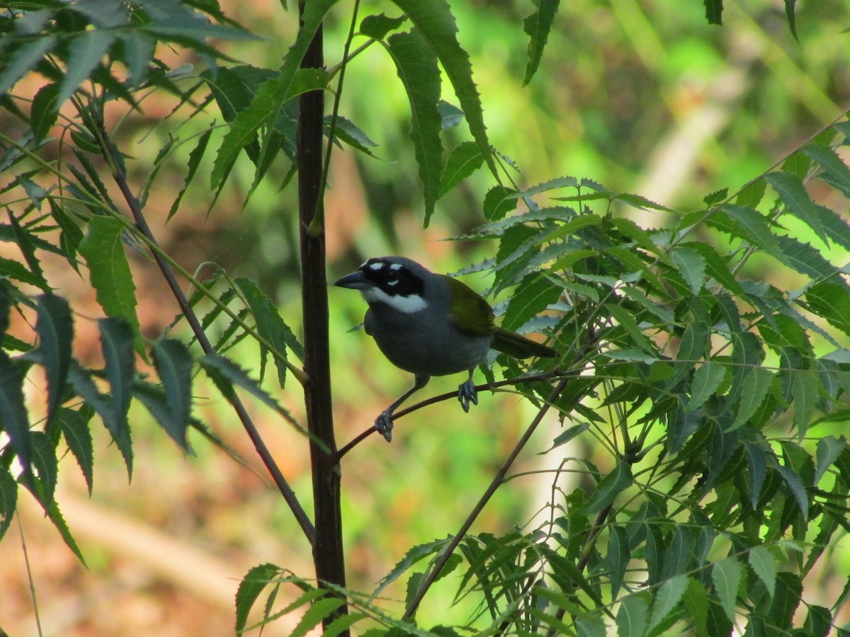 Gray-crowned Palm-Tanager - ML41432671
