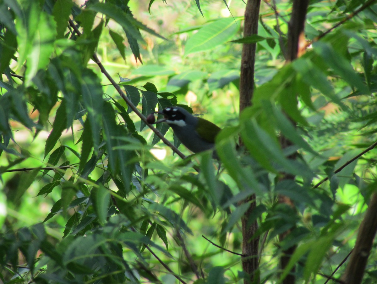 Gray-crowned Palm-Tanager - ML41432701