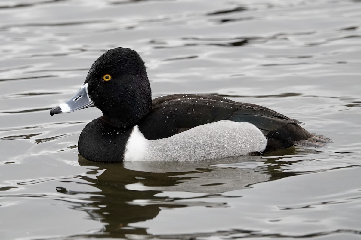 Ring-necked Duck - Caileigh Kirkby