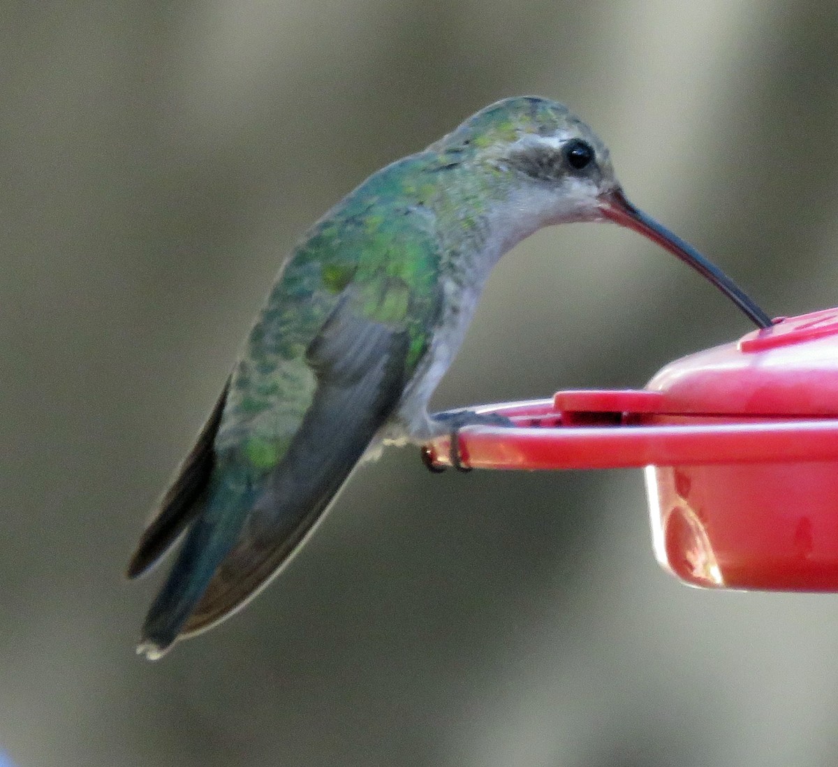 Broad-billed Hummingbird - Rosemary Seidler
