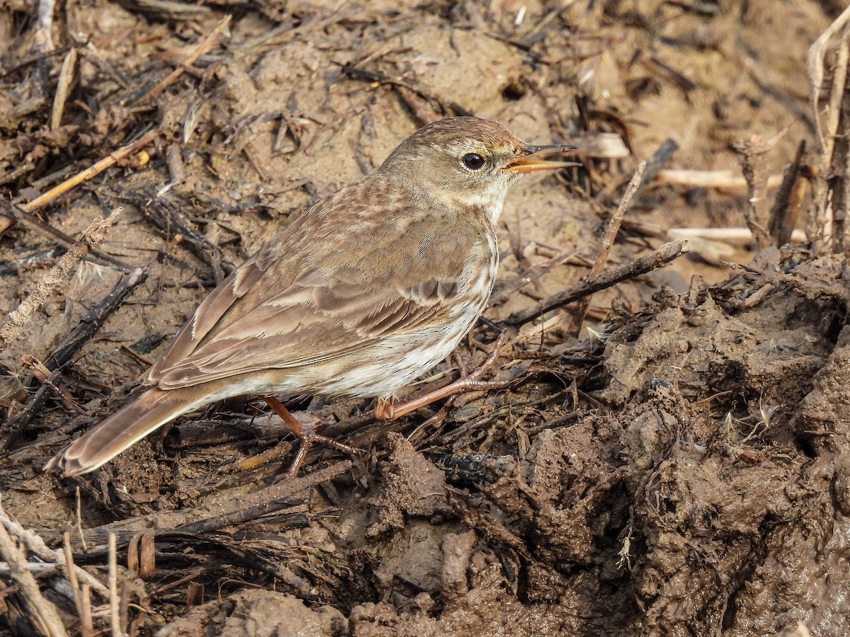 Water Pipit - ML414342361