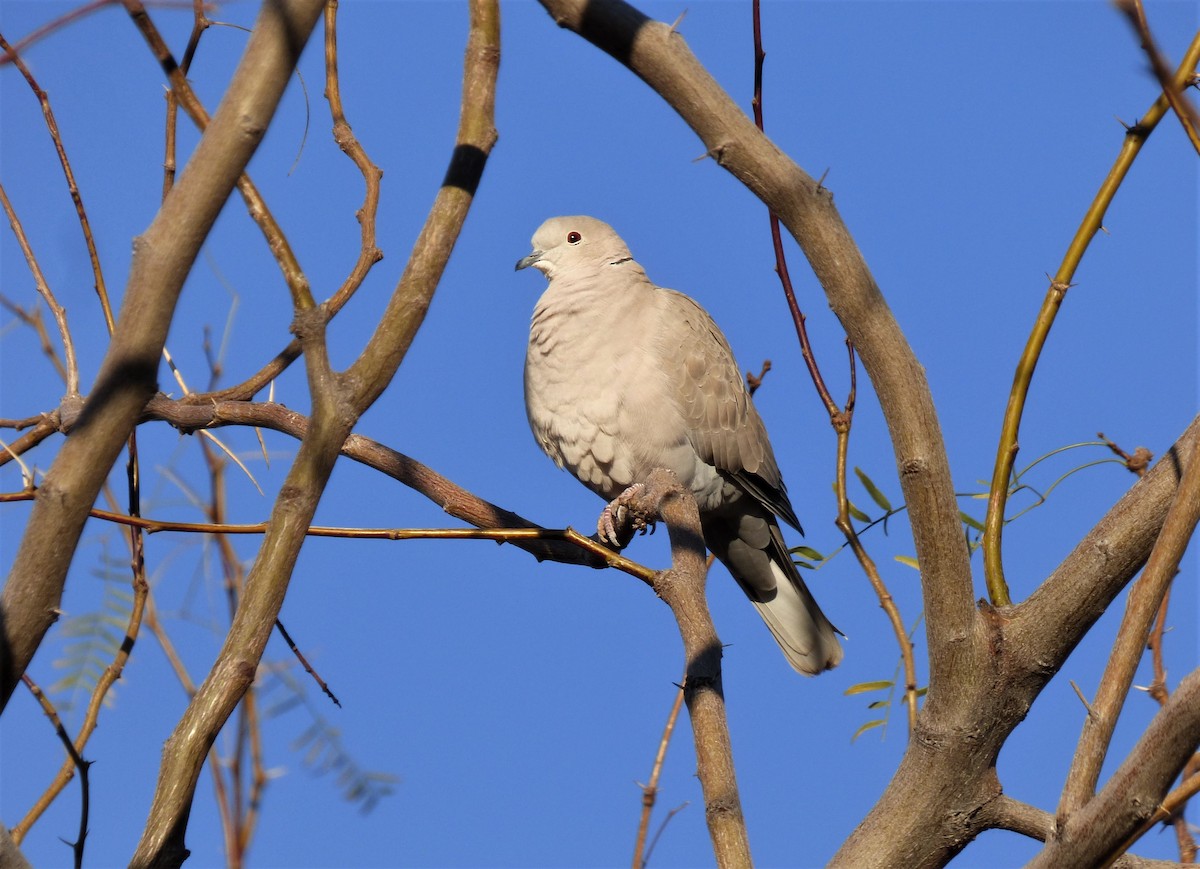 Eurasian Collared-Dove - Judy Lazarus Yellon