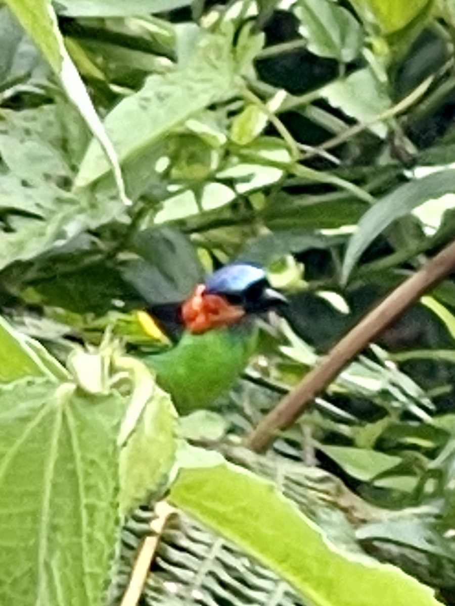 Red-necked Tanager - ML414346271