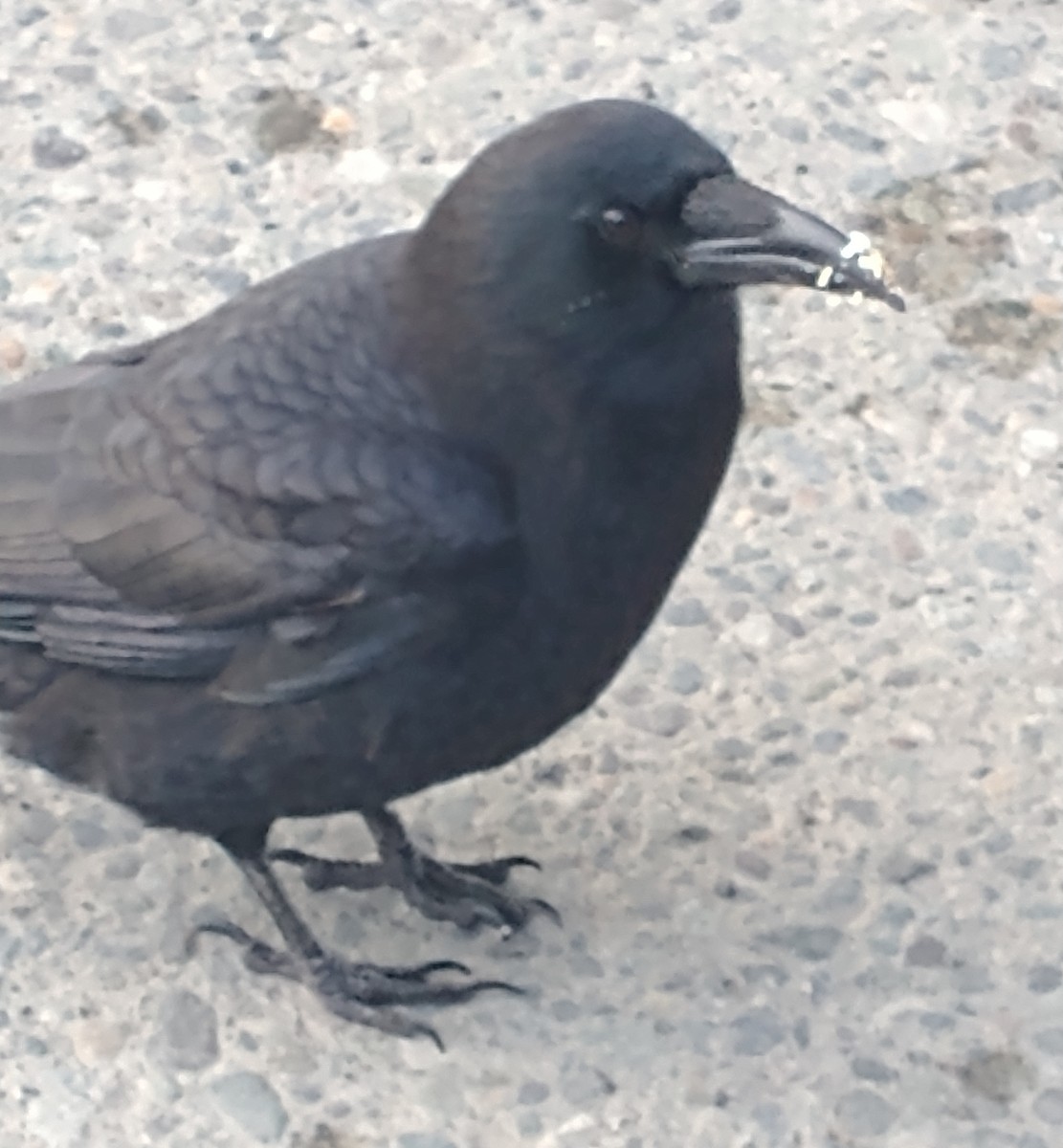 American Crow - ML414355691