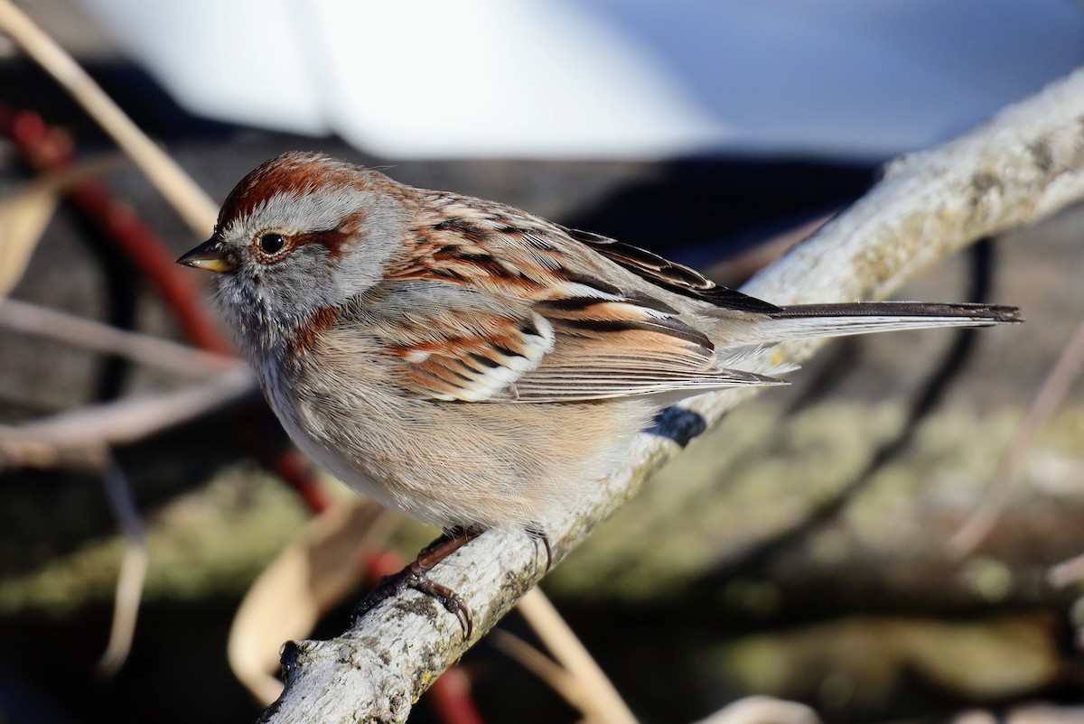 American Tree Sparrow - ML414356011